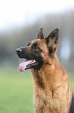 BERGER ALLEMAND 1084